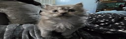 Persian cats for sale: 3 stunning Persian kittens ready now.  - Advert 3