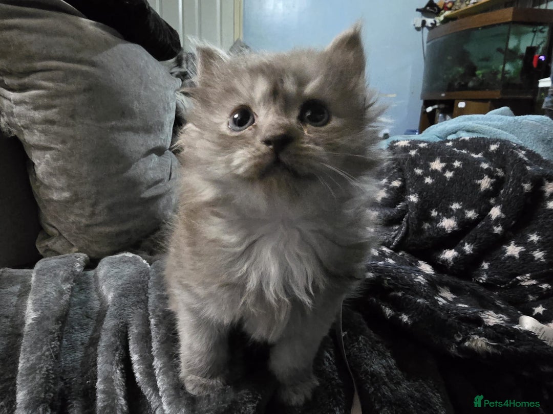 Persian cats for sale: 3 stunning Persian kittens ready now.  - Advert 3