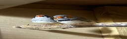 Finches birds for sale: 16 zebra finch - Advert 4