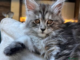 Maine Coon cats ❤️Maine Coon Girl❤️ - Advert 2