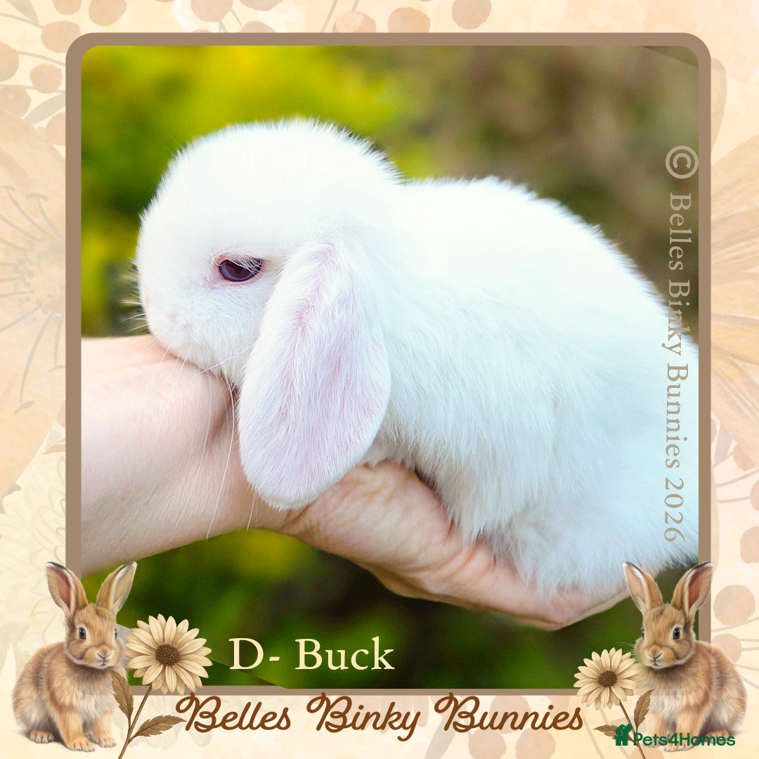 Mini Lop rabbits 🌷Baby Boy Mini Lops🌷 Ready 26th April 🌷 - Advert 1