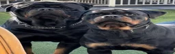 Rottweiler dogs for sale: Stunning KC Registered Rottweilers - Advert 1