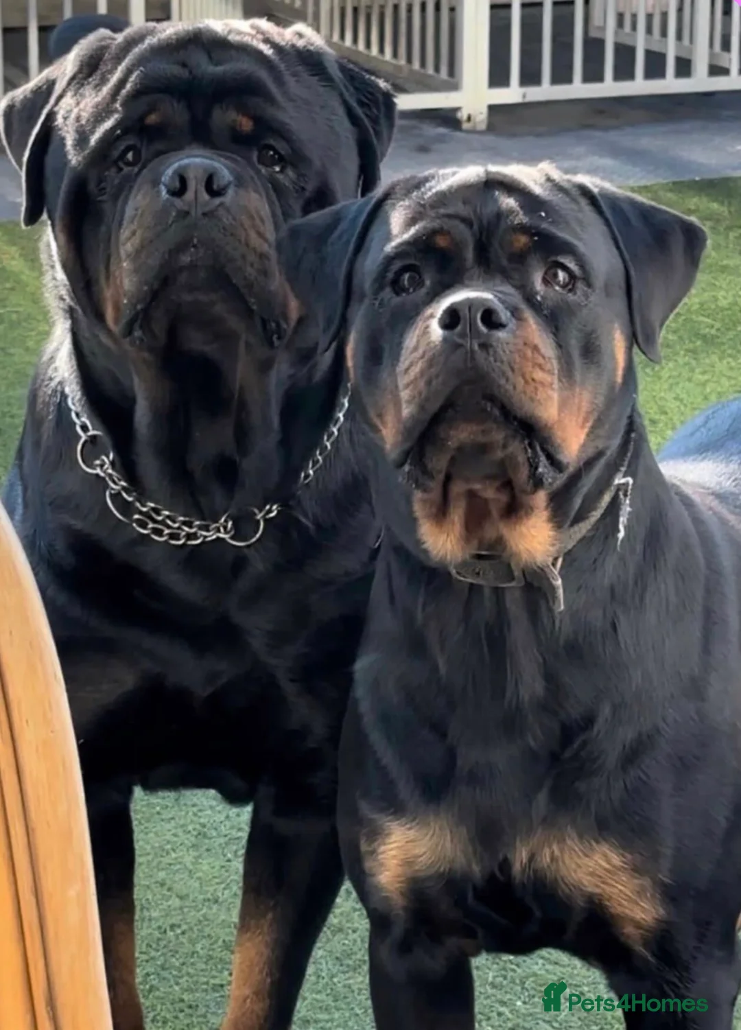 Rottweiler dogs for sale: Stunning KC Registered Rottweilers - Advert 1