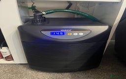 Axolotl reptiles for sale: 2 Adult male Axolotls and Full set up  - Image 6