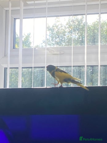 Parakeets birds - Advert 13