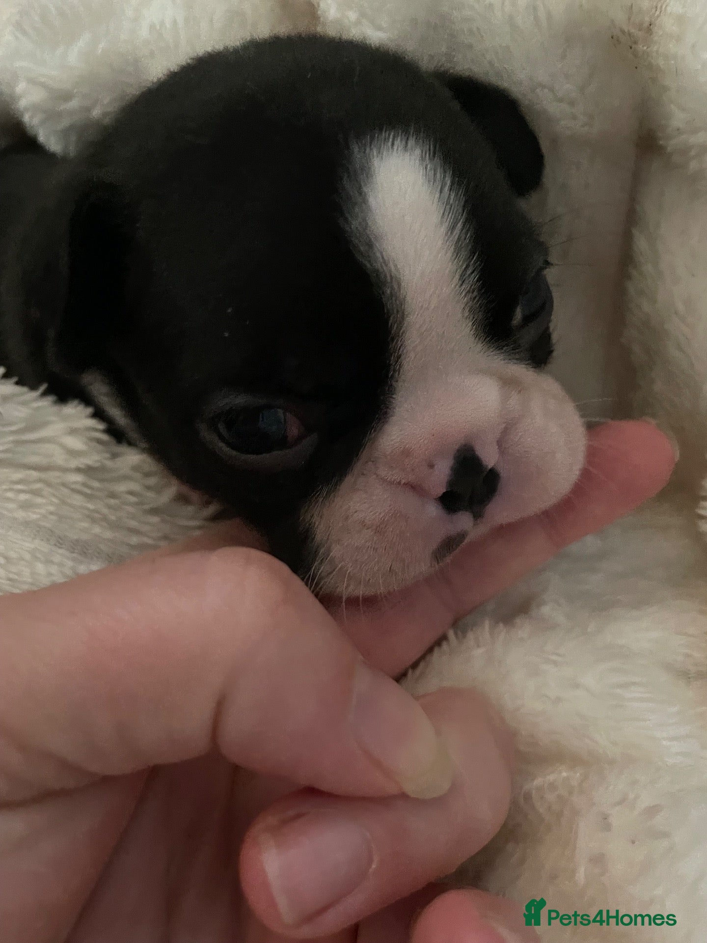 Boston Terrier dogs 1 left Outstanding Wildax & Skin Deep  - Advert 8