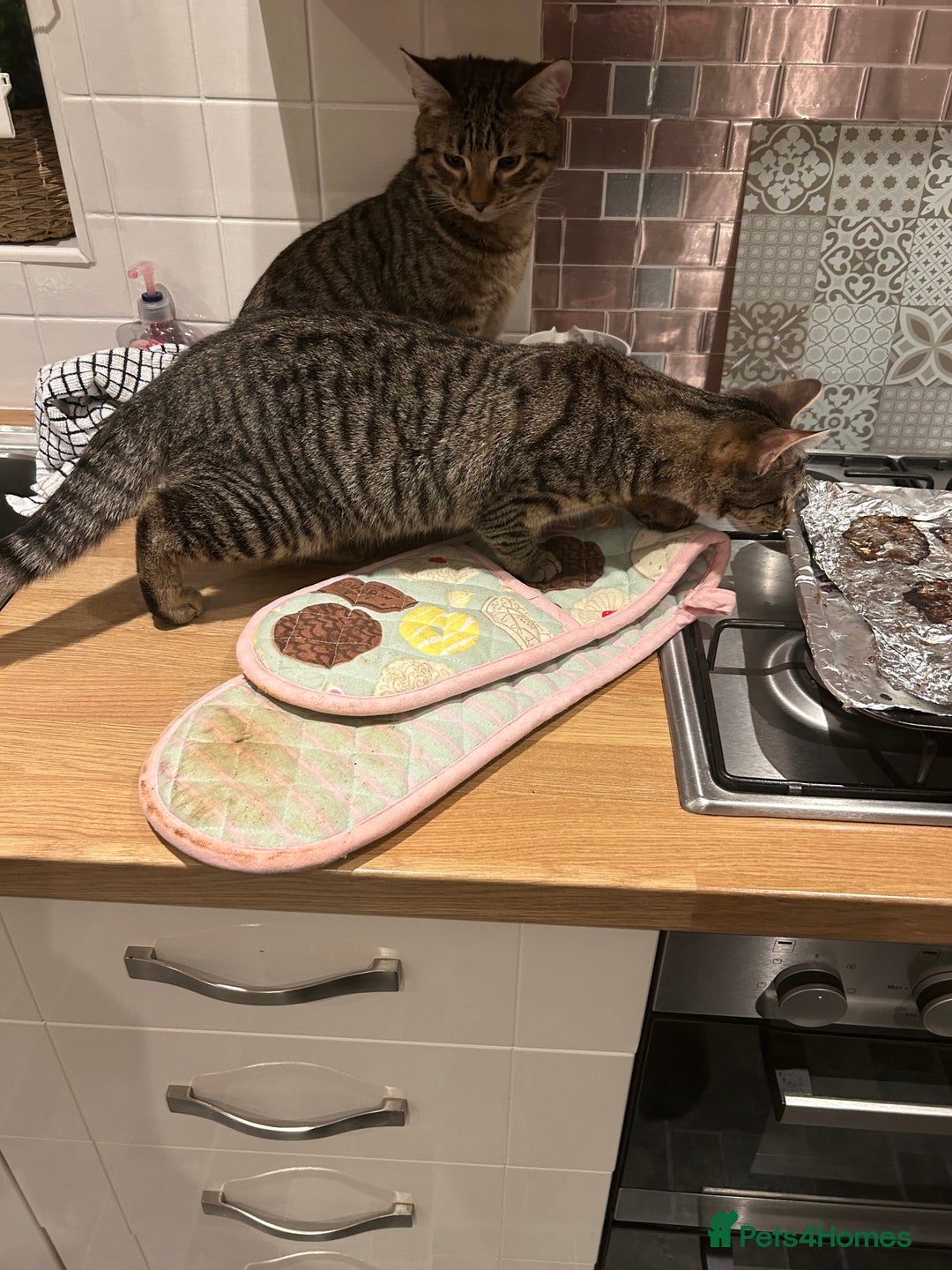 American Shorthair cats for sale: 2 beautiful tabbys  **  - Advert 7
