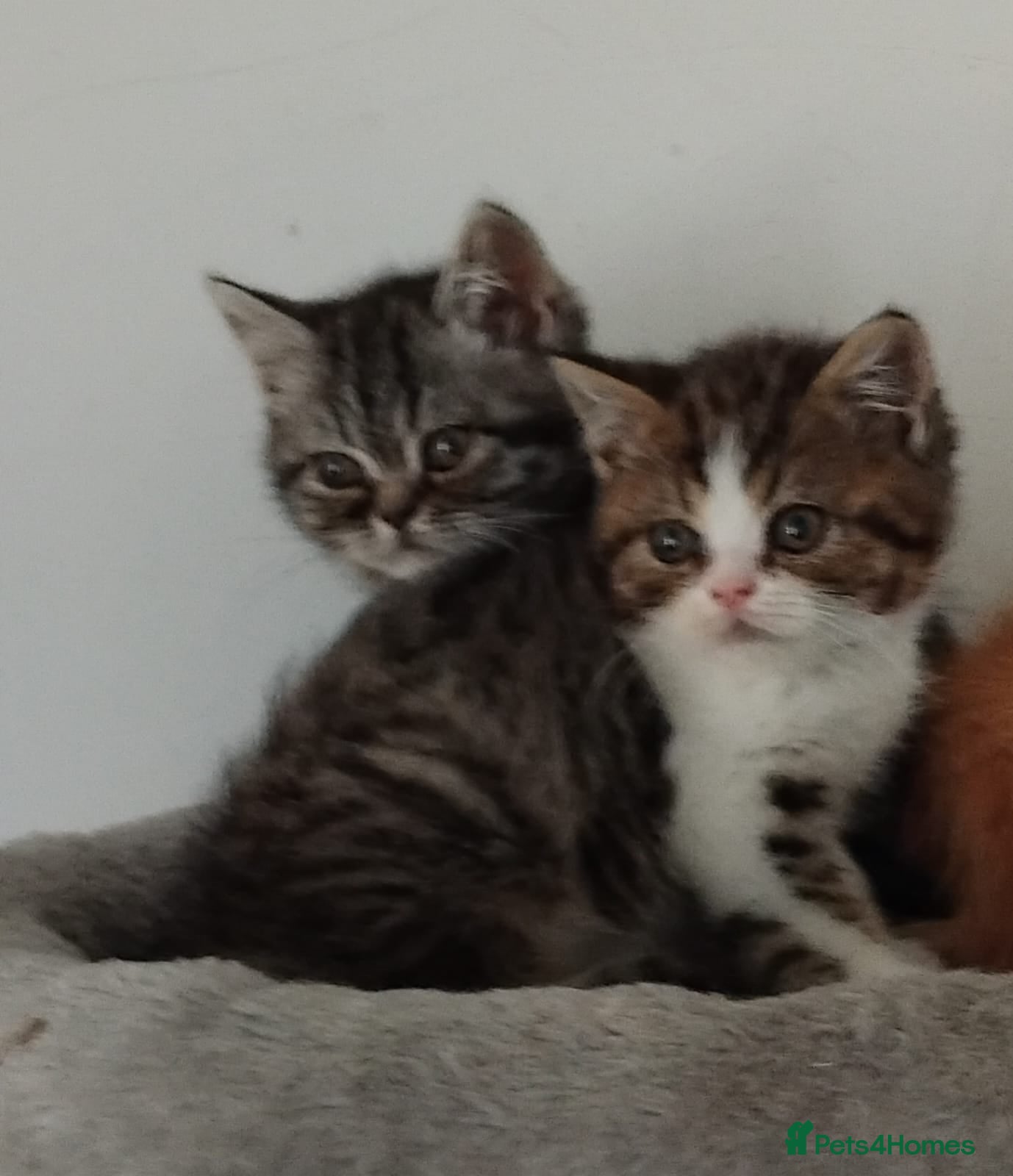 Exotic cats Beautiful kittens - Advert 2