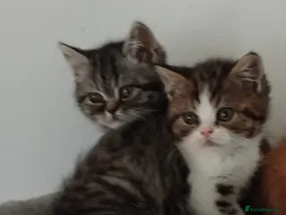 Exotic cats Beautiful kittens - Advert 2