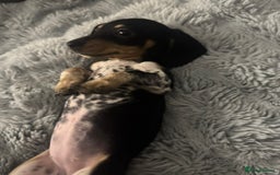 Miniature Dachshund dogs for sale: Four beautiful miniature dachshund girls - Advert 27