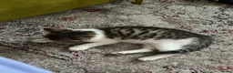 Domestic Shorthair cats for sale: Female Kitten  - Advert 2