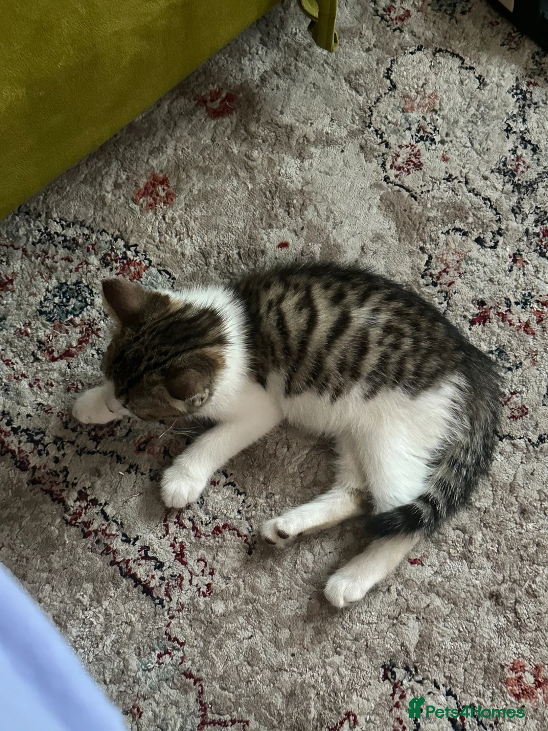 Domestic Shorthair cats for sale: Female Kitten  - Advert 2