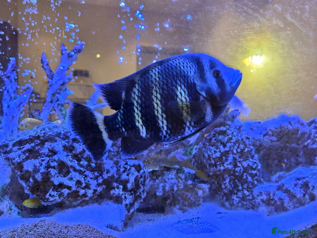 Cichlids fish for sale: Large Tilapia Cichlid - Advert 1