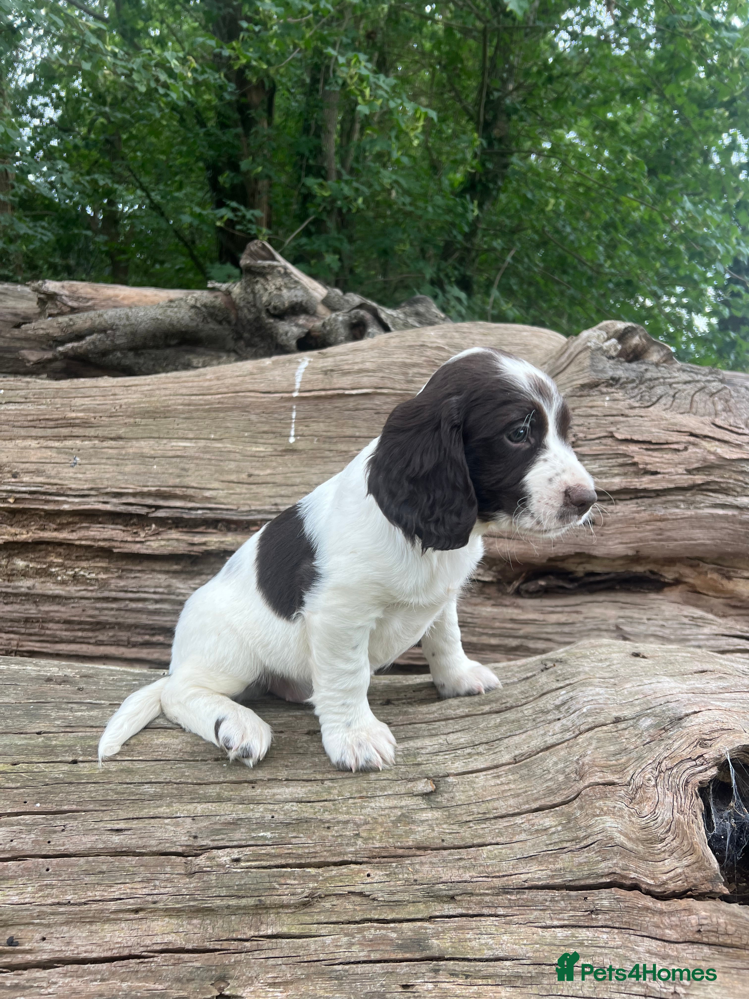 English Springer Spaniel dogs Working English Springer Spaniel pups - Advert 1