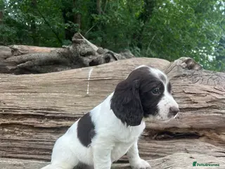 English Springer Spaniel dogs READY TO LEAVE NOW!! 3 Springer Spaniel boy pups! - Advert 12