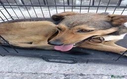 Mixed Breed dogs for adoption: LOLITA, a Superb young Girl - for a Loving HOME - Image 9