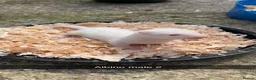 Ferret rodents for sale: Ferret Kits in Bury Saint Edmunds - Advert 4