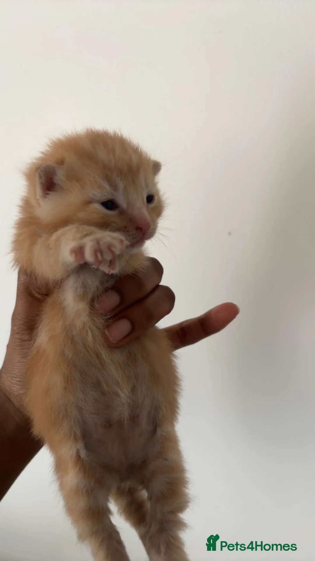 Mixed Breed cats for sale: Kittens  in Gloucester - Advert 4