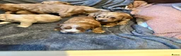 Cockapoo dogs for sale: Cockapoo pups x 4  in Hamilton - Advert 10