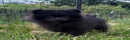 Pomeranian dogs for sale: Beautiful black Pomeranian 6 months old female - Advert 3