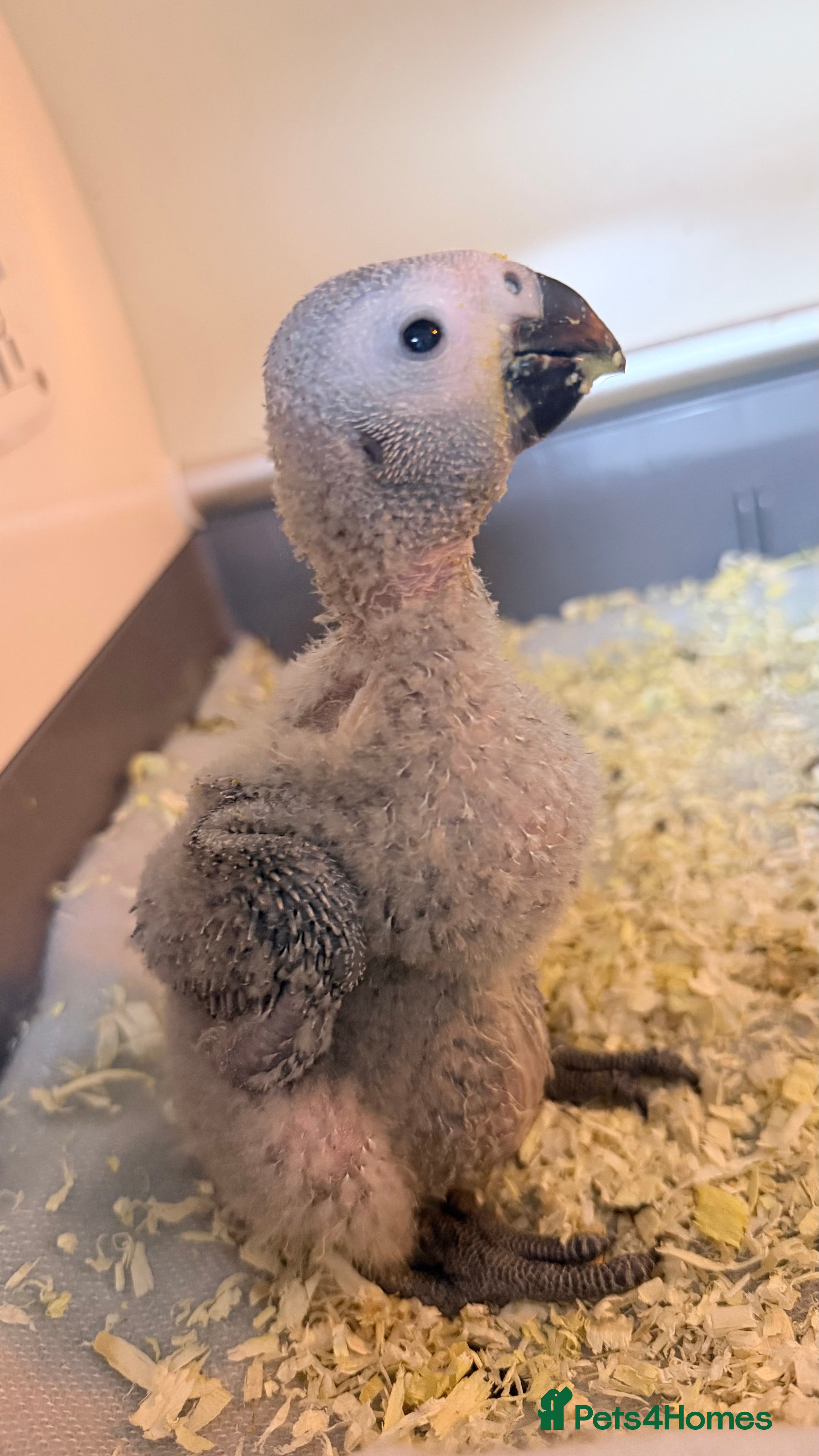 Parrots birds Baby African Grey Chick Ready to Reserve in Woking - Advert 2
