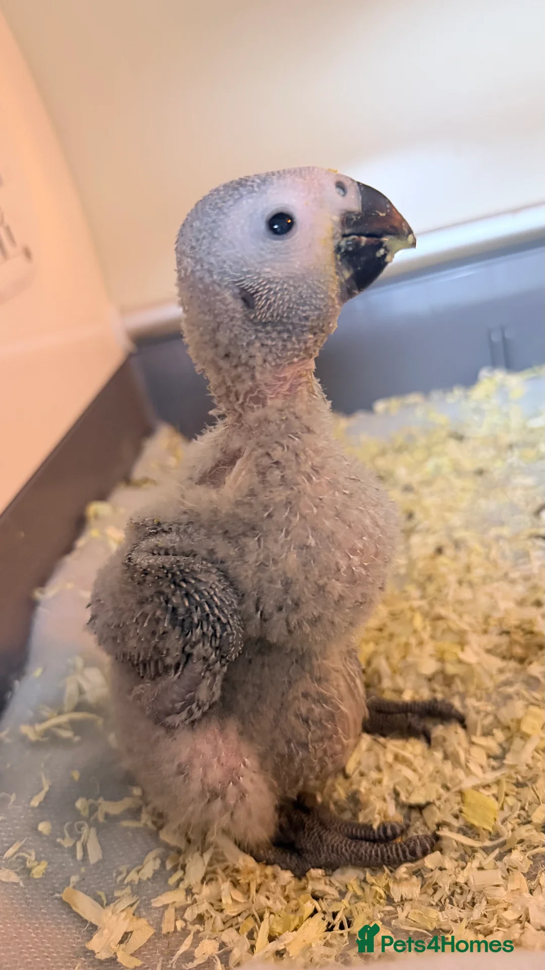 Parrots birds for sale: Baby African Grey Chick Ready to Reserve in Woking - Advert 1