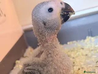 Parrots birds Baby African Grey Chick Ready to Reserve in Woking - Advert 5