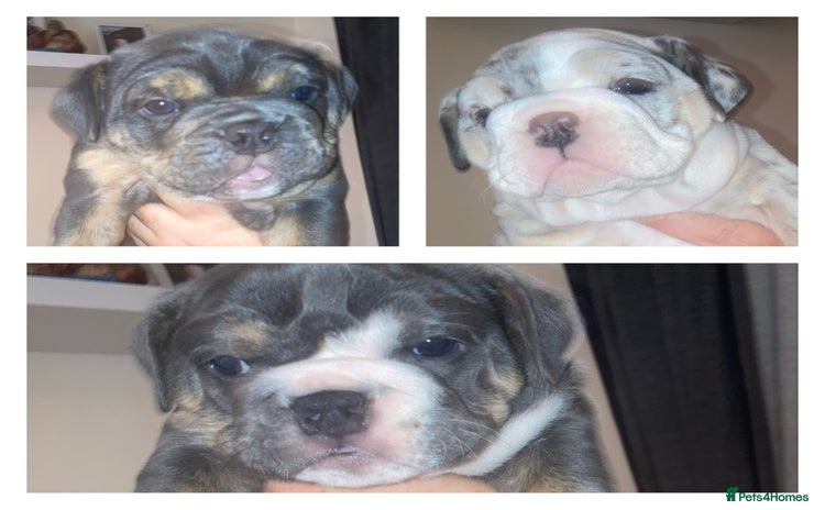 English Bulldog dogs - Advert 16