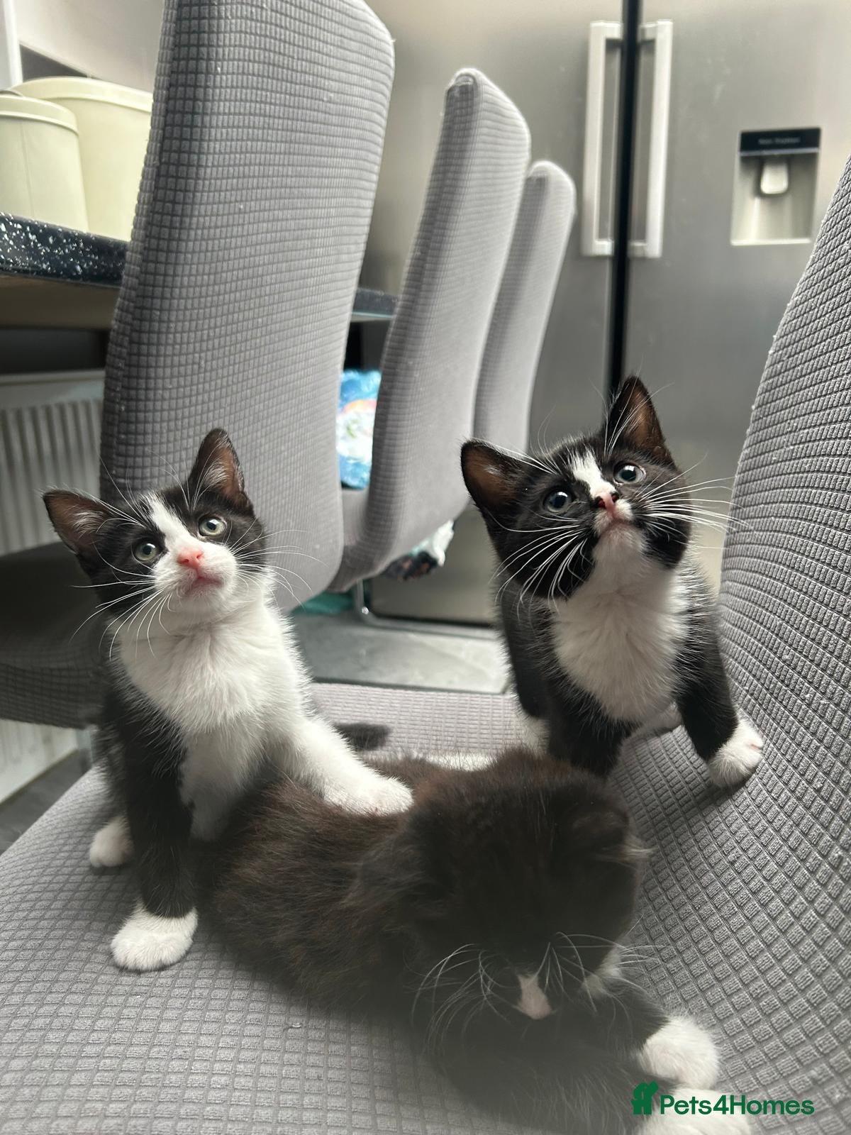 Domestic Shorthair cats 3 male kittens for sale.  - Advert 1