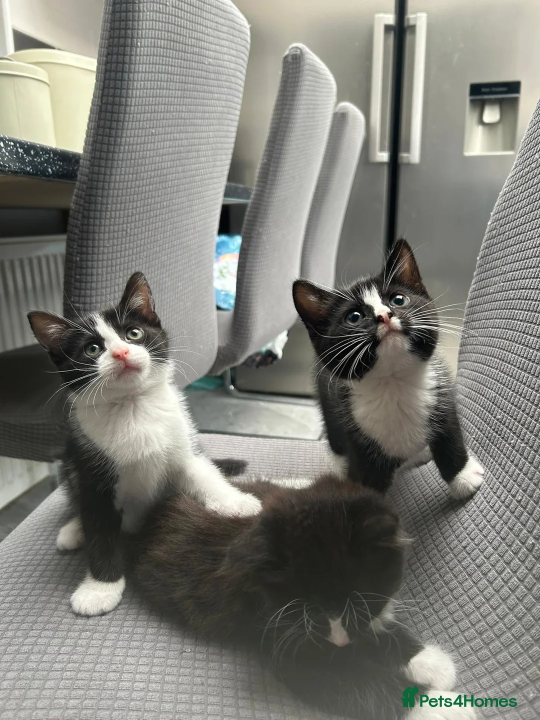 Domestic Shorthair cats for sale: 3 male kittens for sale.  in Blackburn - Advert 1