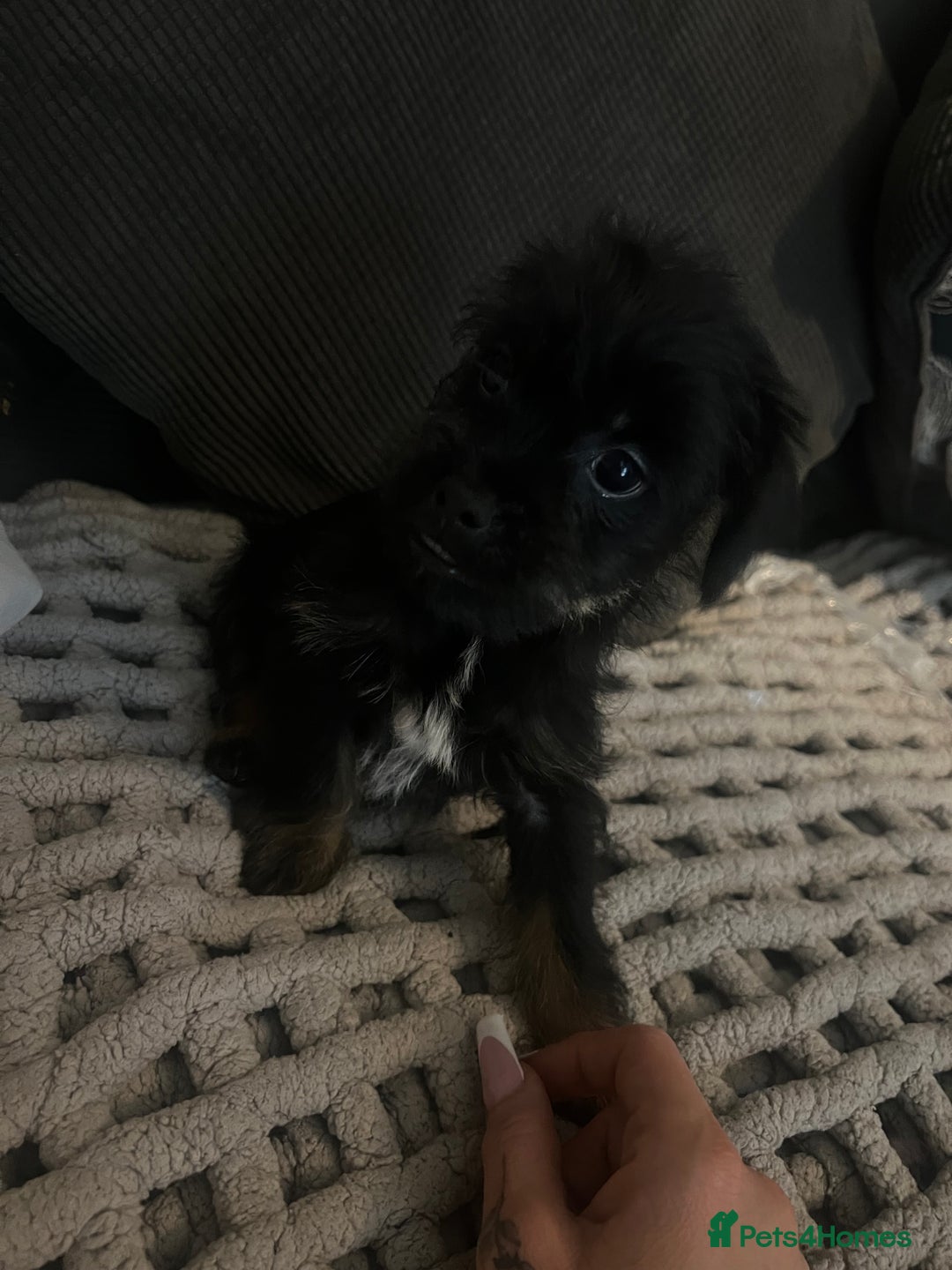 Mixed Breed dogs for sale: Jackapoo frenchy - Advert 14