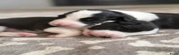 Border Collie dogs for sale: Beautiful border collie puppies - Advert 1