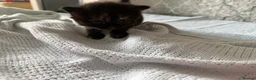 Mixed Breed cats for sale: 4 beautiful kittens for sale  - Advert 4
