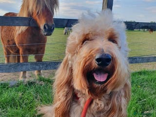 Labradoodle dogs STUD - DNA & HIPS Proven Mini Labradoodle in Tamworth - Advert 4
