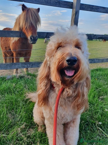 Labradoodle dogs in Tamworth - Advert 1