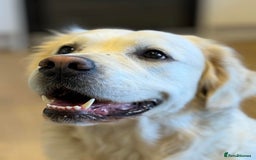 Golden Retriever dogs for sale: Golden Retriever Puppies 4 boys & 3 girls  - Image 6