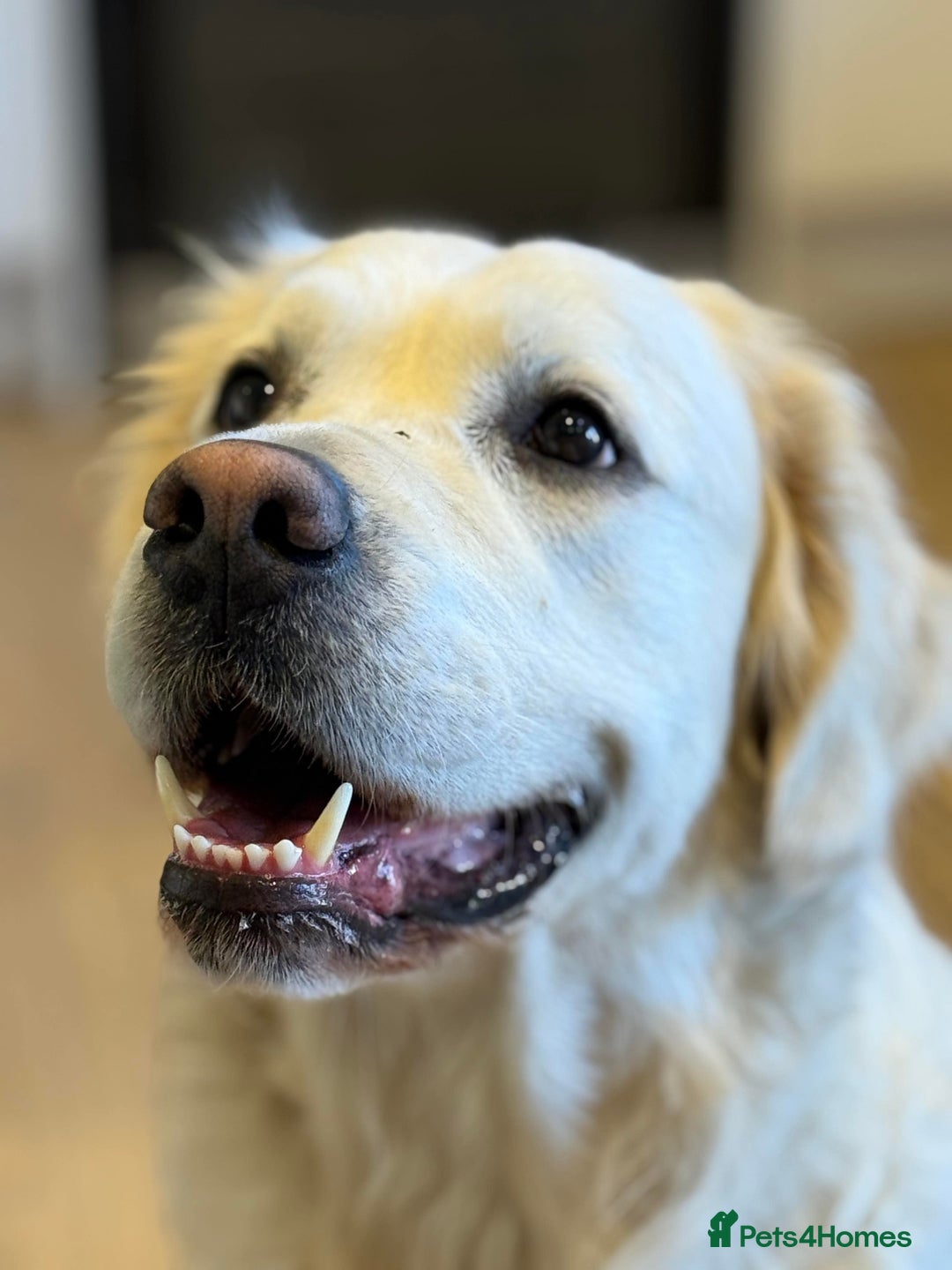 Golden Retriever dogs for sale: Golden Retriever Puppies 4 boys & 3 girls  - Image 6