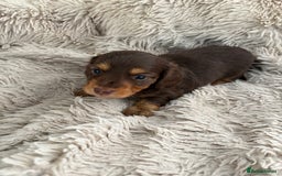 Miniature Dachshund dogs for sale: Long haired mini male dachshunds pups KC reg  - Image 21