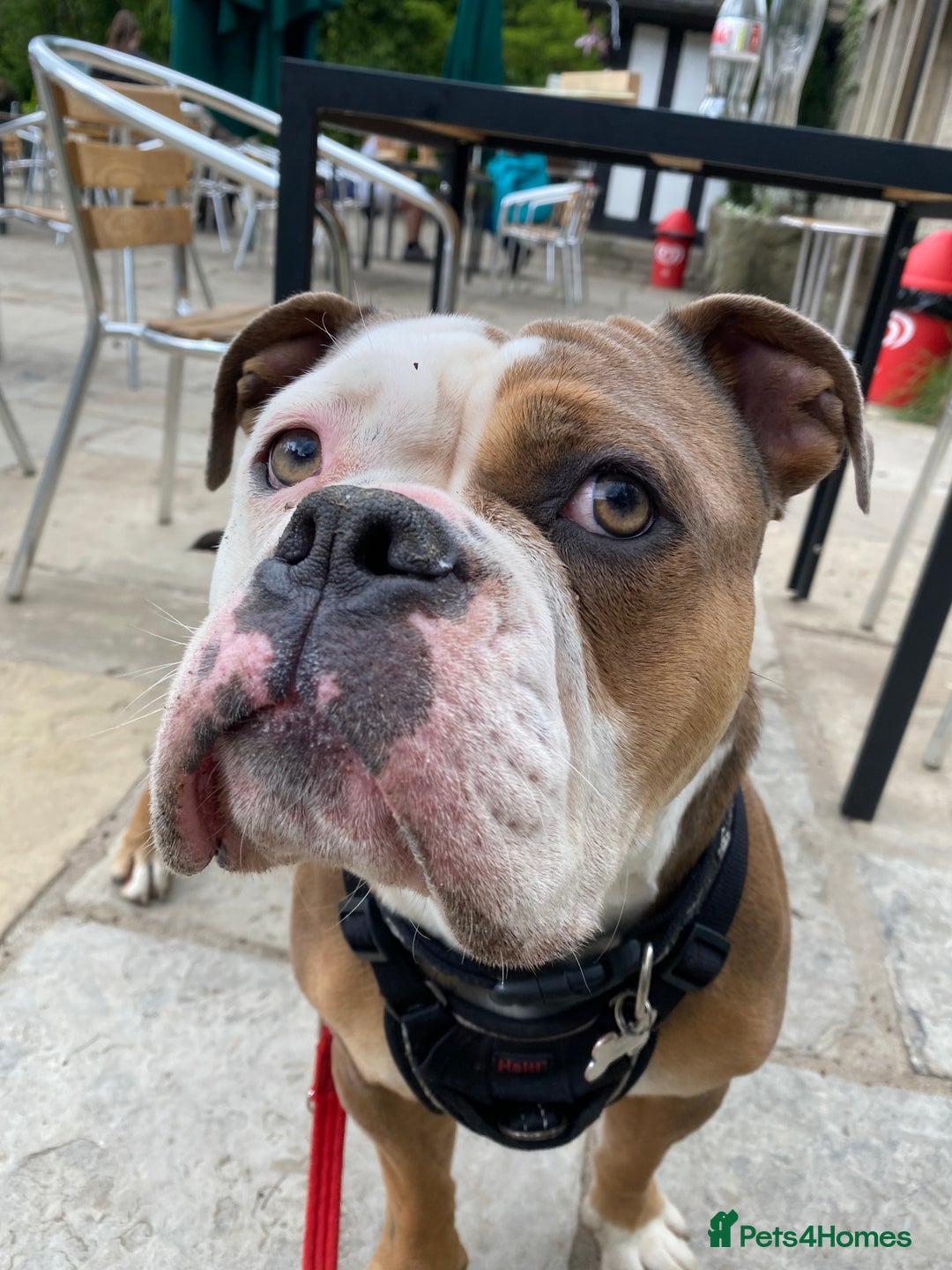 Olde English Bulldogge dogs for sale: Boo the Bulldog  - Advert 2