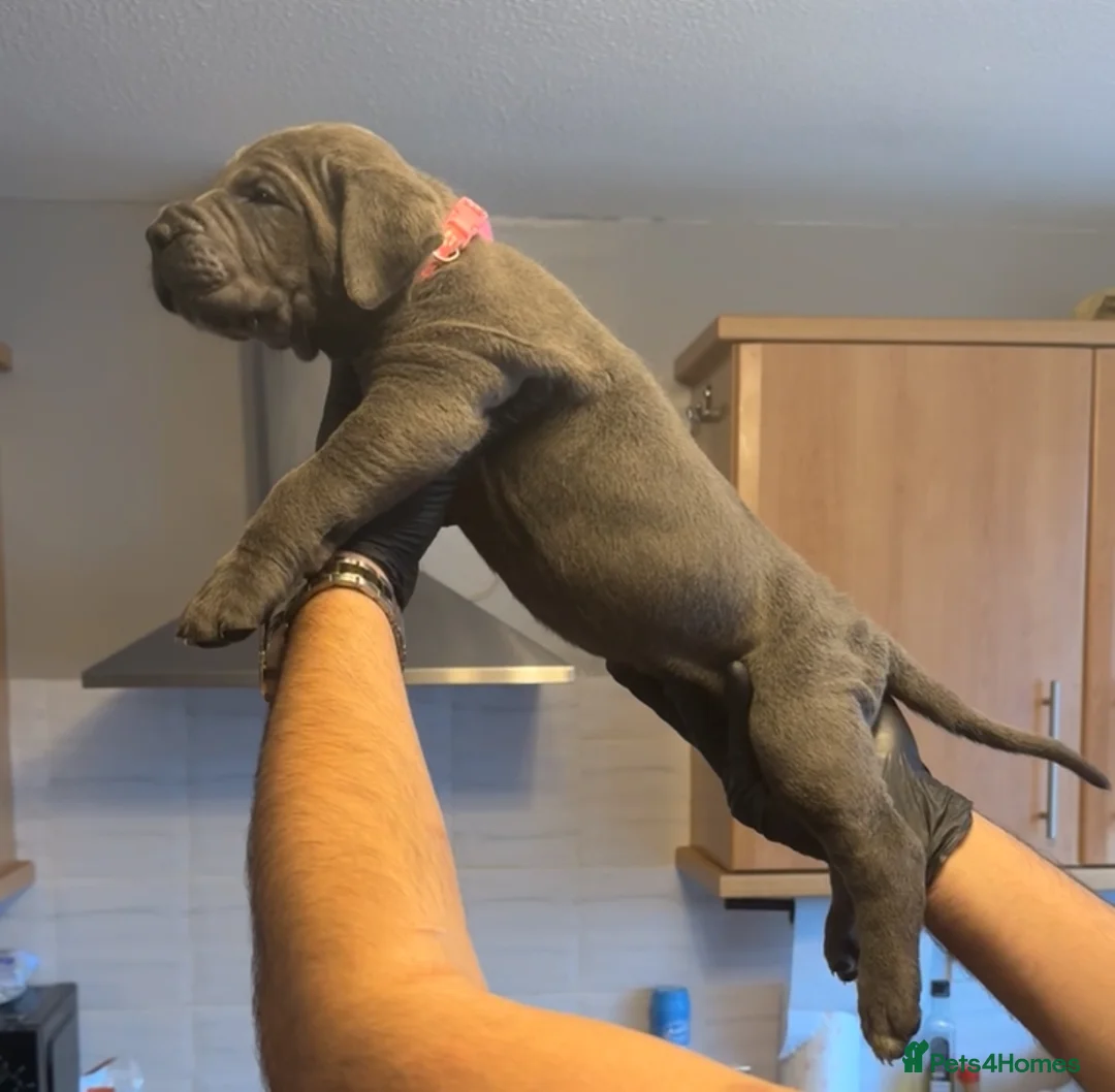 Cane Corso dogs for sale: Pure Blue Cane Corso puppies for sale - Advert 31