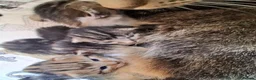 Mixed Breed cats for sale: Beautiful tabby kittens  in Swansea - Advert 9