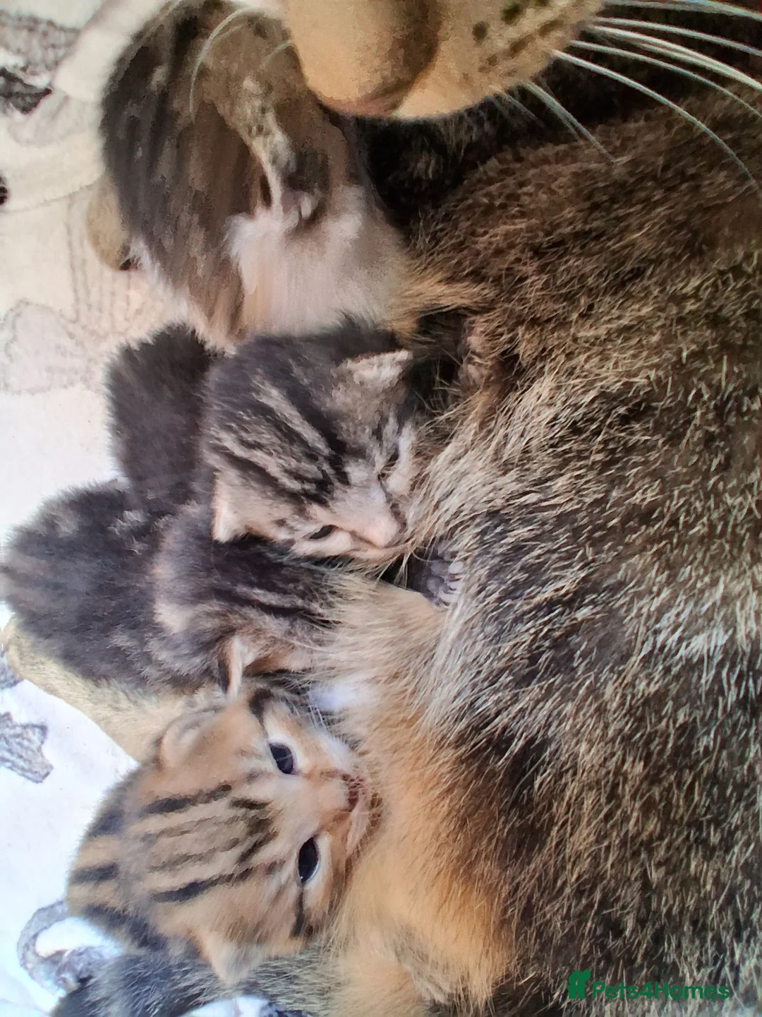 Mixed Breed cats for sale: Beautiful tabby kittens  in Swansea - Advert 9