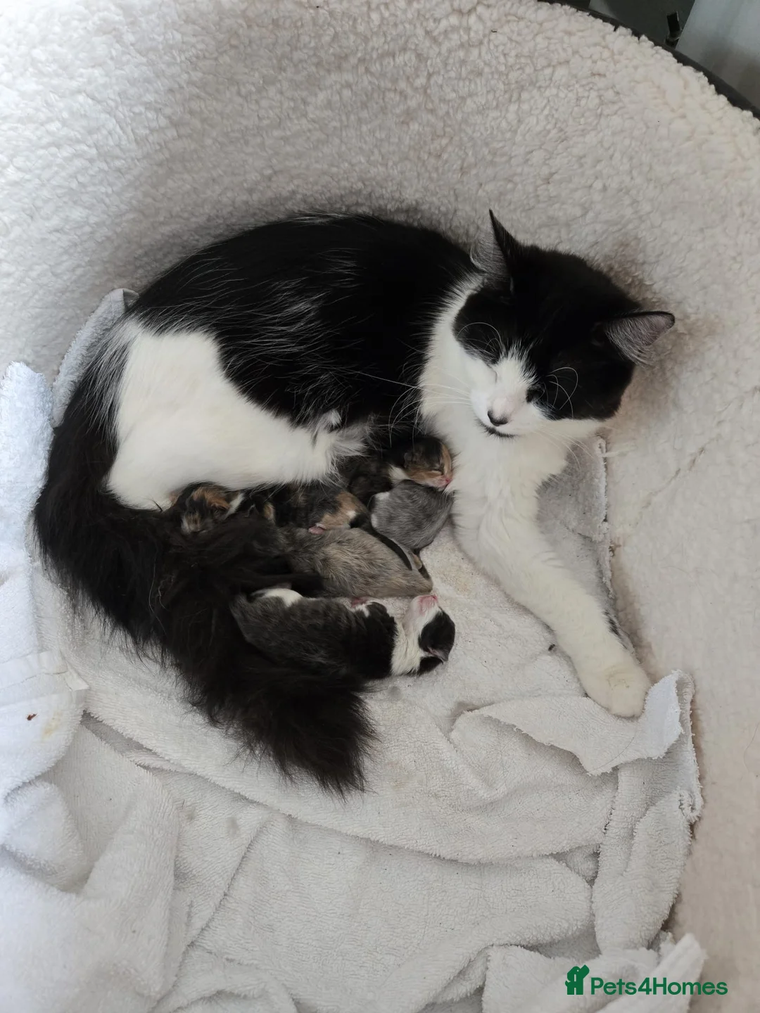 Persian cats for sale: Persian ragdoll X in Middlesbrough - Advert 1