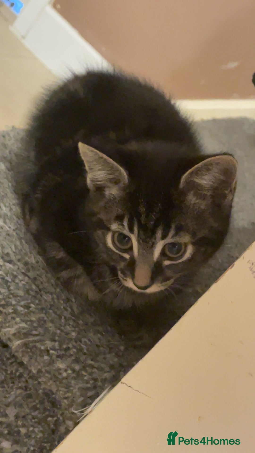 British Shorthair cats for sale: Beautiful bsh kittens - Advert 4