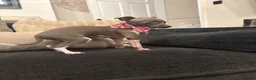 Italian Greyhound dogs for sale: Full Pedigree Blue Italian Greyhound Female Puppy - Advert 5