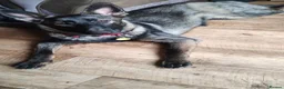 German Shepherd dogs for adoption: German Shepherd  Looking for a Loving Forever Home - Advert 2