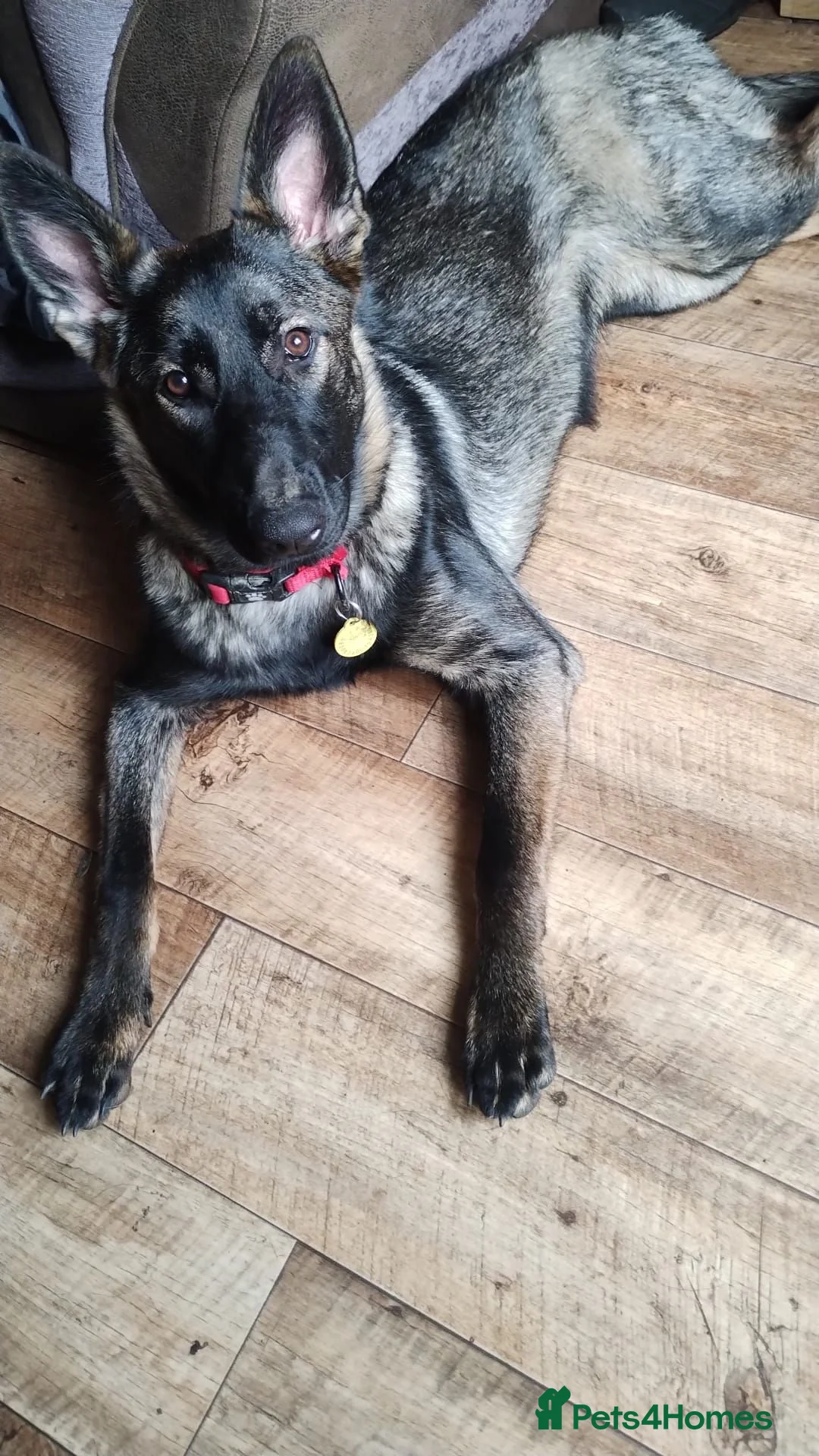 German Shepherd dogs for adoption: German Shepherd  Looking for a Loving Forever Home - Advert 2