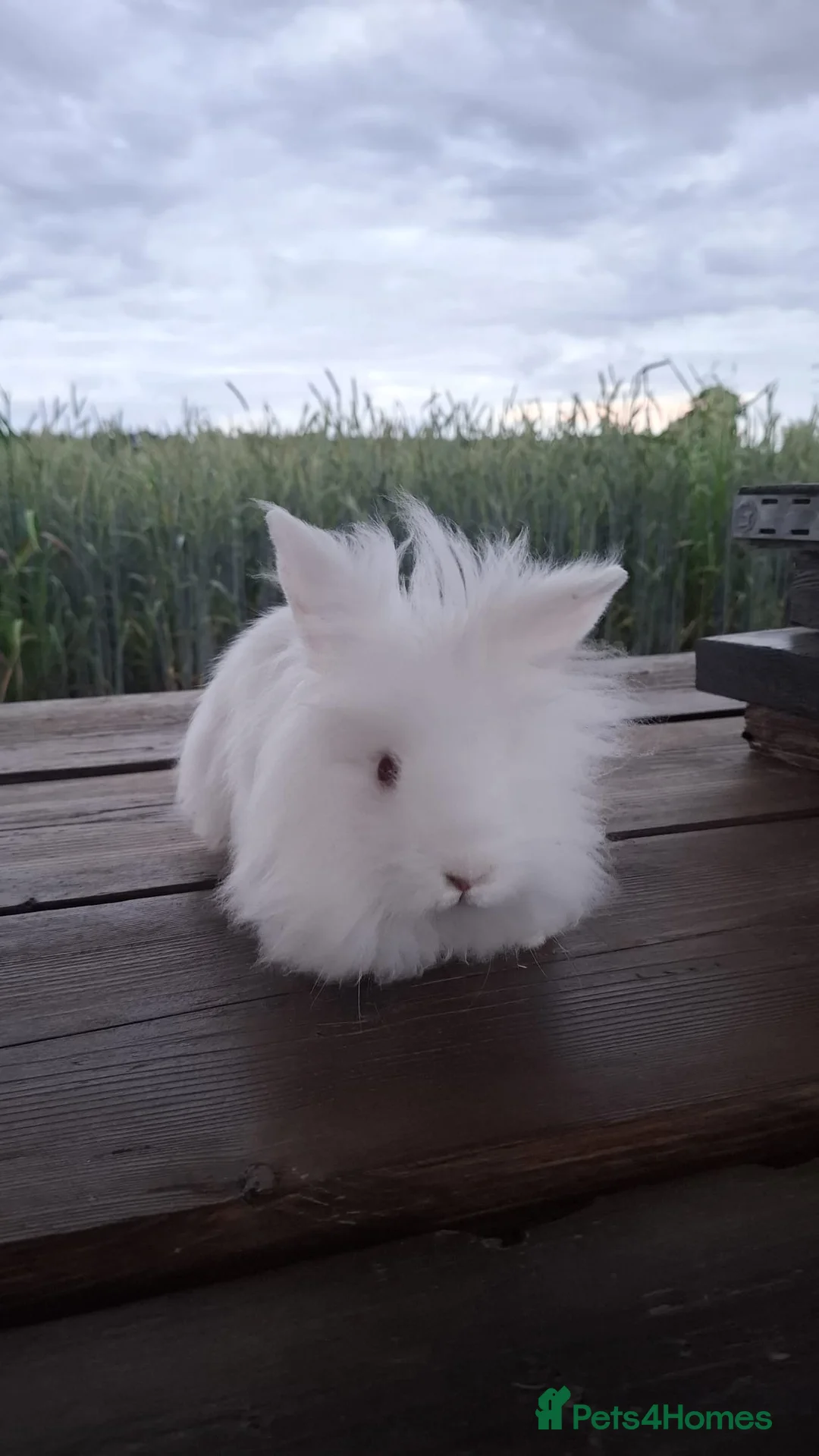 Mini Lion Lop rabbits for sale: MINI LION HEAD LOP BUNNIES in Beccles - Advert 1