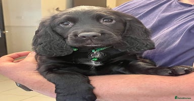 Sprocker dogs - Advert 8