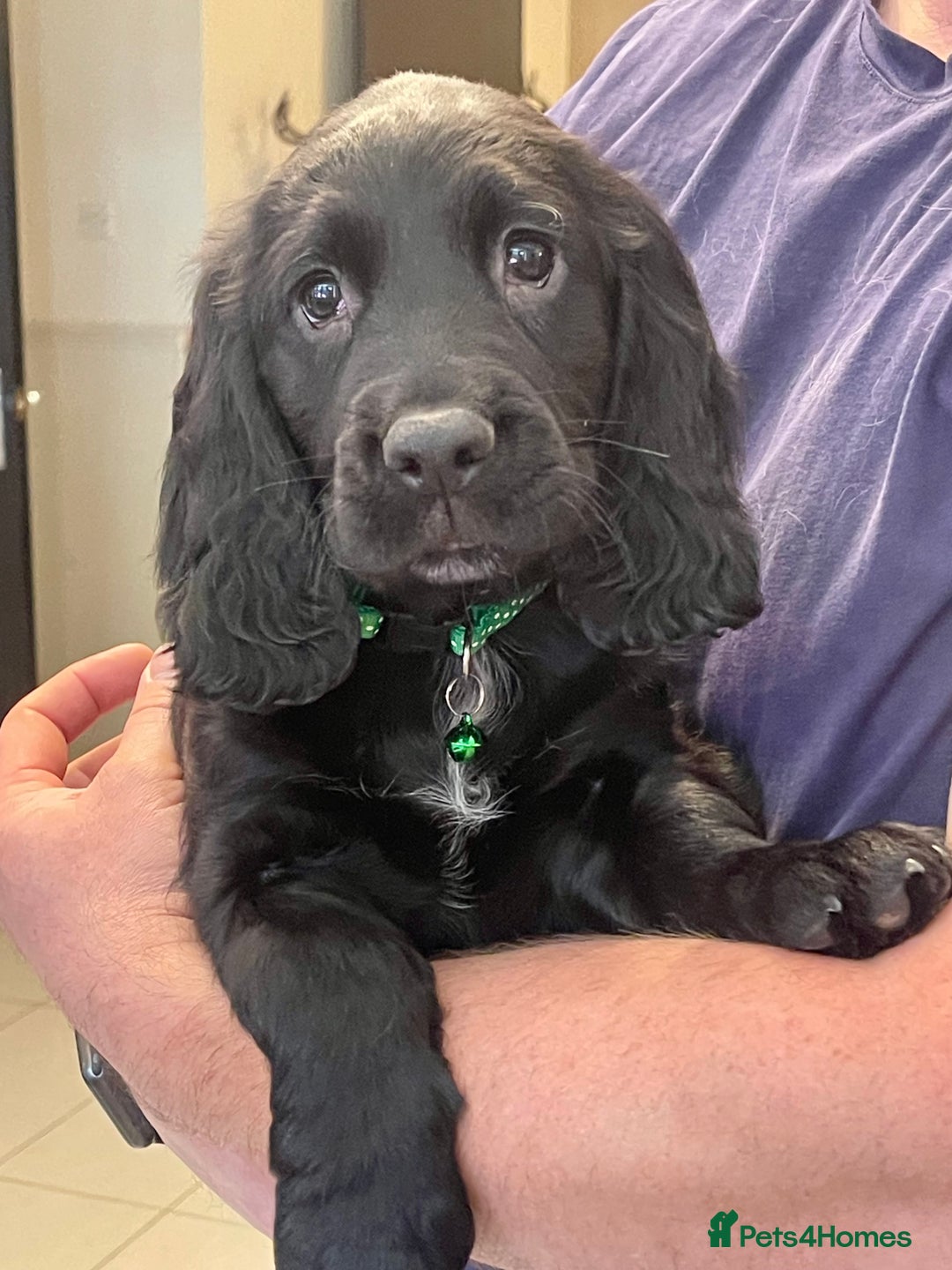 Sprocker dogs for sale: Beautiful Sprocker puppies HEALTH TESTED PARENTS - Image 15